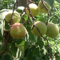 باغ میوه در بابا سلمان شهریار
