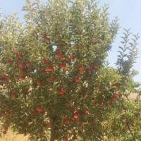 باغ ،قطری شده ،برق500 متر | تهران، دماوند