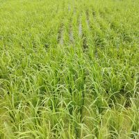 فروش یک هکتار زمین کشاورزی