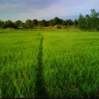 زمین شالیزار 3600 متری | گیلان، بندرانزلی