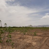 فروش باغ پسته
