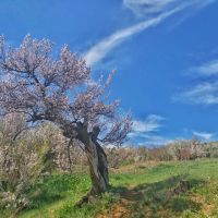 فروش خاکستر زغال صادرتی