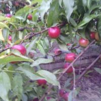 خونه باغ 3000متری | آمل، جنگلی