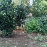 زمین مسکونی در تنکابن همراه باسند | تنکابن، خرم آباد،روستای برسبور