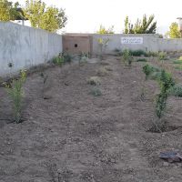 باغ ۵۰۰متری ورودی  روستا صالحیه نظرآباد