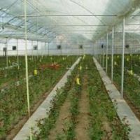 فروش گلخانه نوساز هیدروپونیک در تهراندشت
