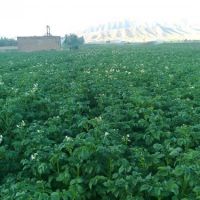 زمین زراعی 12000 متری با موقعیت عالی و قیمت مناسب