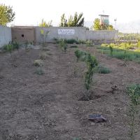 باغ ۵۰۰متری ورودی  روستا صالحیه نظرآباد