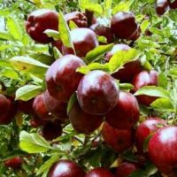 باغ سیب و زمین کشاورزی به مساحت ۳۶ هکتار در سمیرم اصفهان