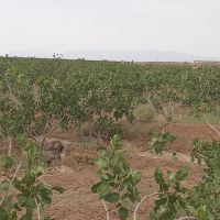 فروش 87 هکتار مزرعه در اصفهان
