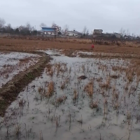 فروش فوری زمین کشاورزی سنتی (روستای عثماوندان)