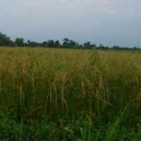 3900 متر مزرعه برنج | رودسر، کمربندی رودسر