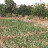 زمین کشاورزی ، ۸ هزار متر