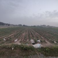 زمین کشاورز هشتگرد روستای ایقربلاغ