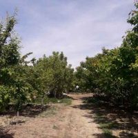فروش 13000متر باغ با بنای قدیمی در ملارد کد1315