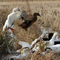 فروش و اجاره زمین برای گلخانه - استخر ماهی و پرورش اردک
