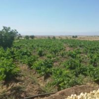 اکازیون: 65000 متر باغ و زمین کشاورزی