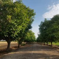 زمین کشاورزی خاص و استثنائی (۱۲۵ هکتار)