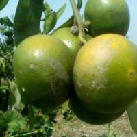 باغ ویلا 7000متری امل | آمل، امل