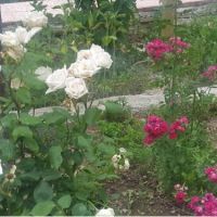 باغ ویلا بادیدعالی هوای پاک تهرانی نشین