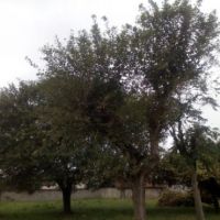 زمین مسکونی با پروانه ساخت و سنددر زیباکنار | گیلان، بندرانزلی