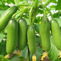 فروش گلخانه (تفت) یزد