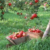 فروش 260 هکتار باغ میوه جات واقع در زنجان