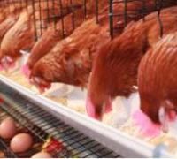 فروش زمین با جواز احداث مرغداری تخم گذار ابیک قزوین