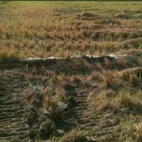 فروش زمین کشاورزی11هزارمتری دارای سندمالکیت تک برگ