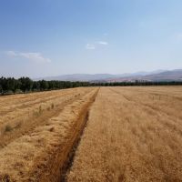 فروش ۱۳۰ هکتار زمین کشاورزی بر اتوبان زنجان قزوین