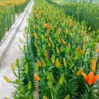 فروش گلخانه در حال کار در رشت