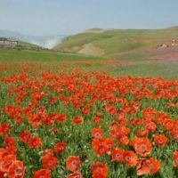 250 متر زمین در روستای رزه شکردشت برای ساخت ویلا | تالش، رزه شکردشت