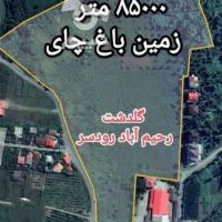 85000متز زمین باغ چای