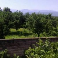 باغ مرکبات 3000متری | مازندران، آمل