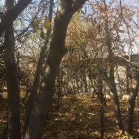 زمین ٩۵٠ متری موقعیت عالی شلمبه گیلاوند
