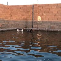 فروش باغ پسته