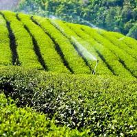 فروش زمین باغ چای20 هزارمتری
