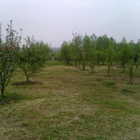 باغ مرکبات وسیاه ریشه12ساله26000متر با سندامل | مازندران، آمل