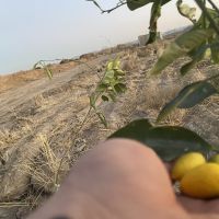 باغ و زمین کشاورزی