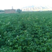 زمین زراعی 12000 متری با موقعیت عالی در سراب