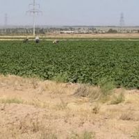 فروش زمین کشاورزی بویین زهرا