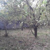 زمین ویلایی | شیرگاه، بشل